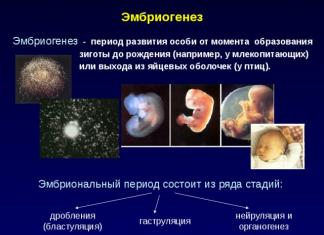 Эмбриональное и постэмбриональное развитие организмов Воспитательные задачи урока